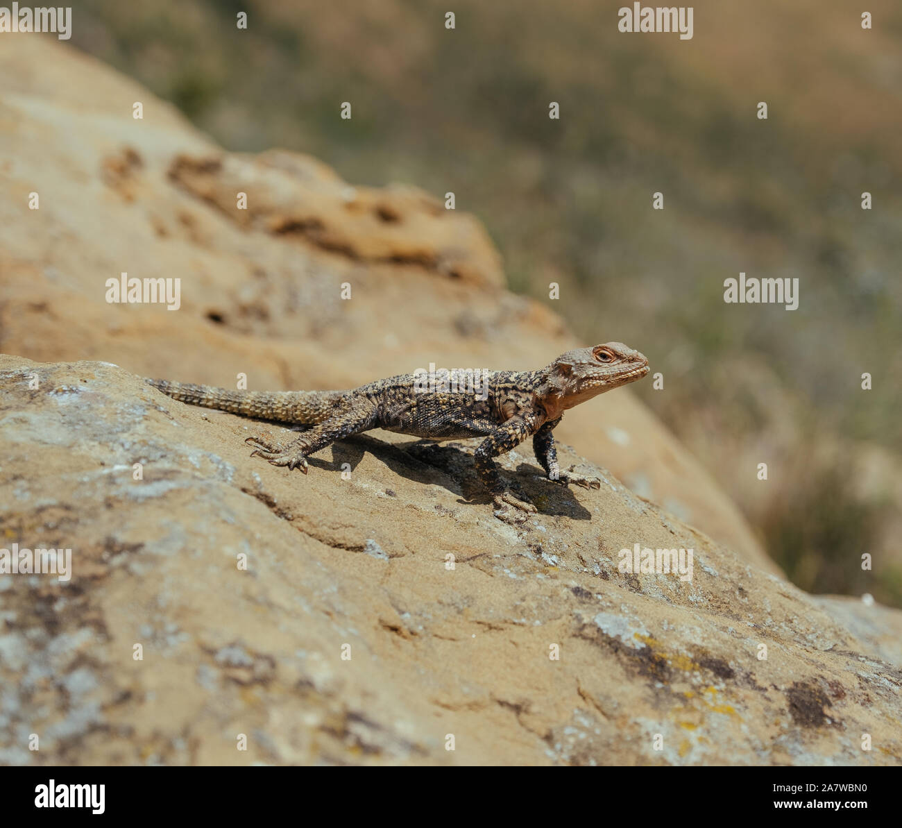 Lizard basking under the sun in Georgian mountains Stock Photo - Alamy