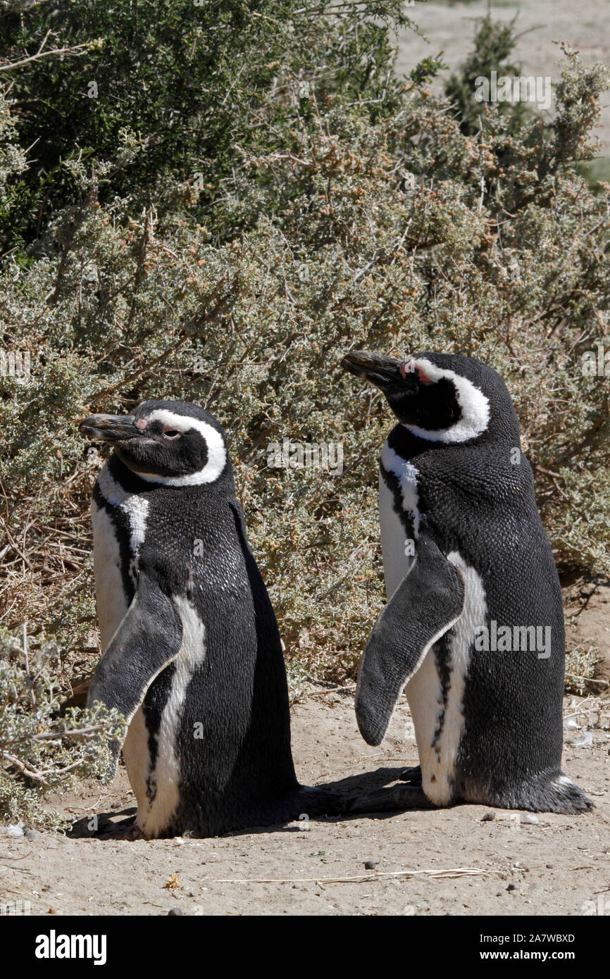 Couple, mating pair. Magellanic Penguins In front of the scrubby plants of the Patagonian landscape.  El Pedral. Stock Photo