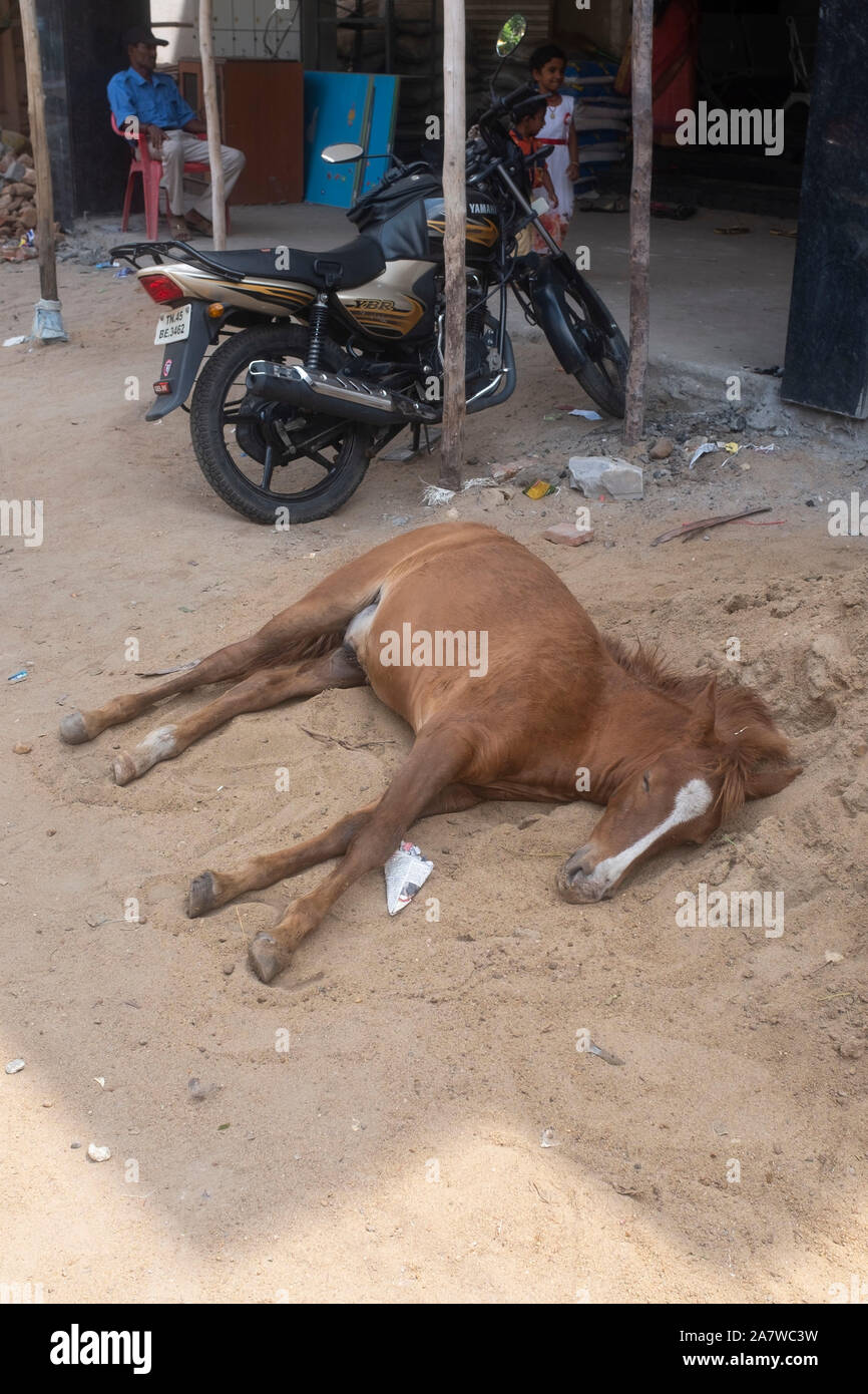 Young horse sleeping on pile of sand in the shade, Trichy, Tamil Nadu, India Stock Photo