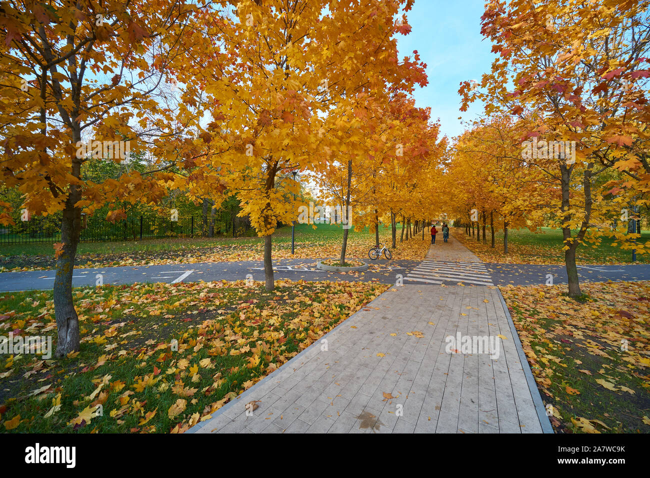 Beautiful maple alley in Moscow Yauza park in autumn Stock Photo - Alamy