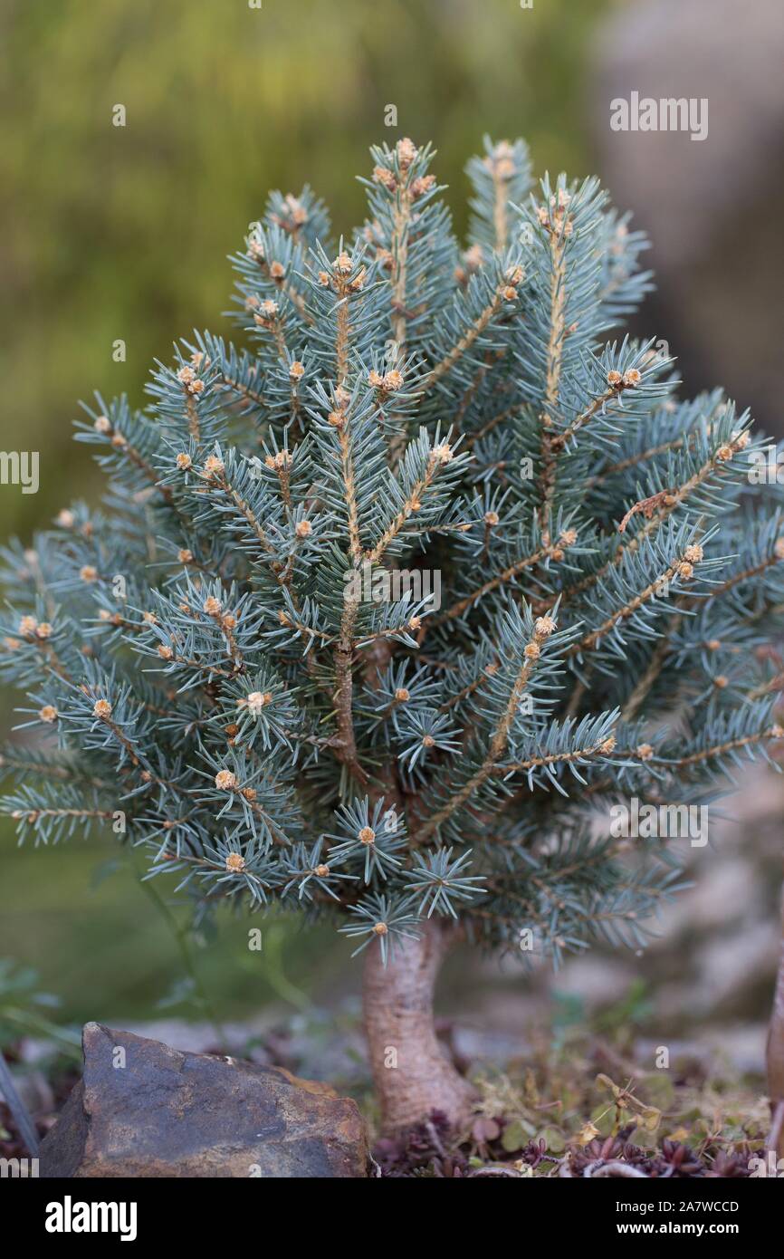 Picea pungens 'Scottie'. Stock Photo