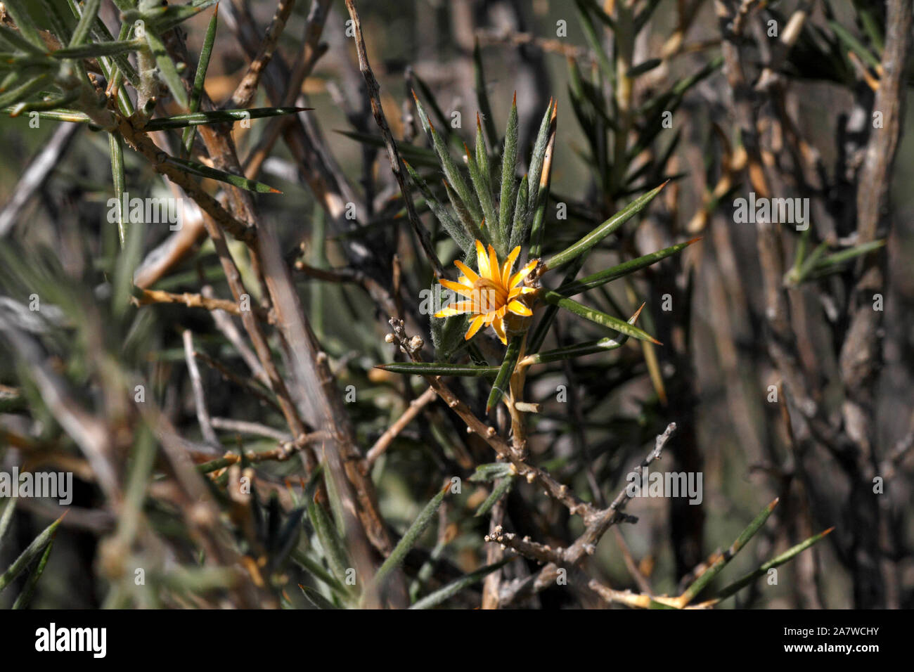 yellow flower on a scrub plant on the Patagonian steppe. Argentina. Stock Photo