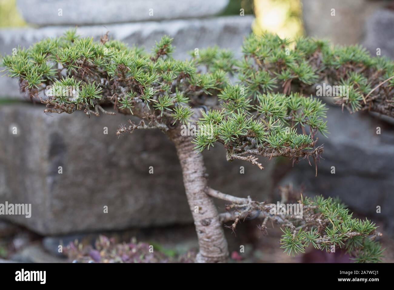 Cedrus libani 'Green Prince' bonsai Stock Photo - Alamy