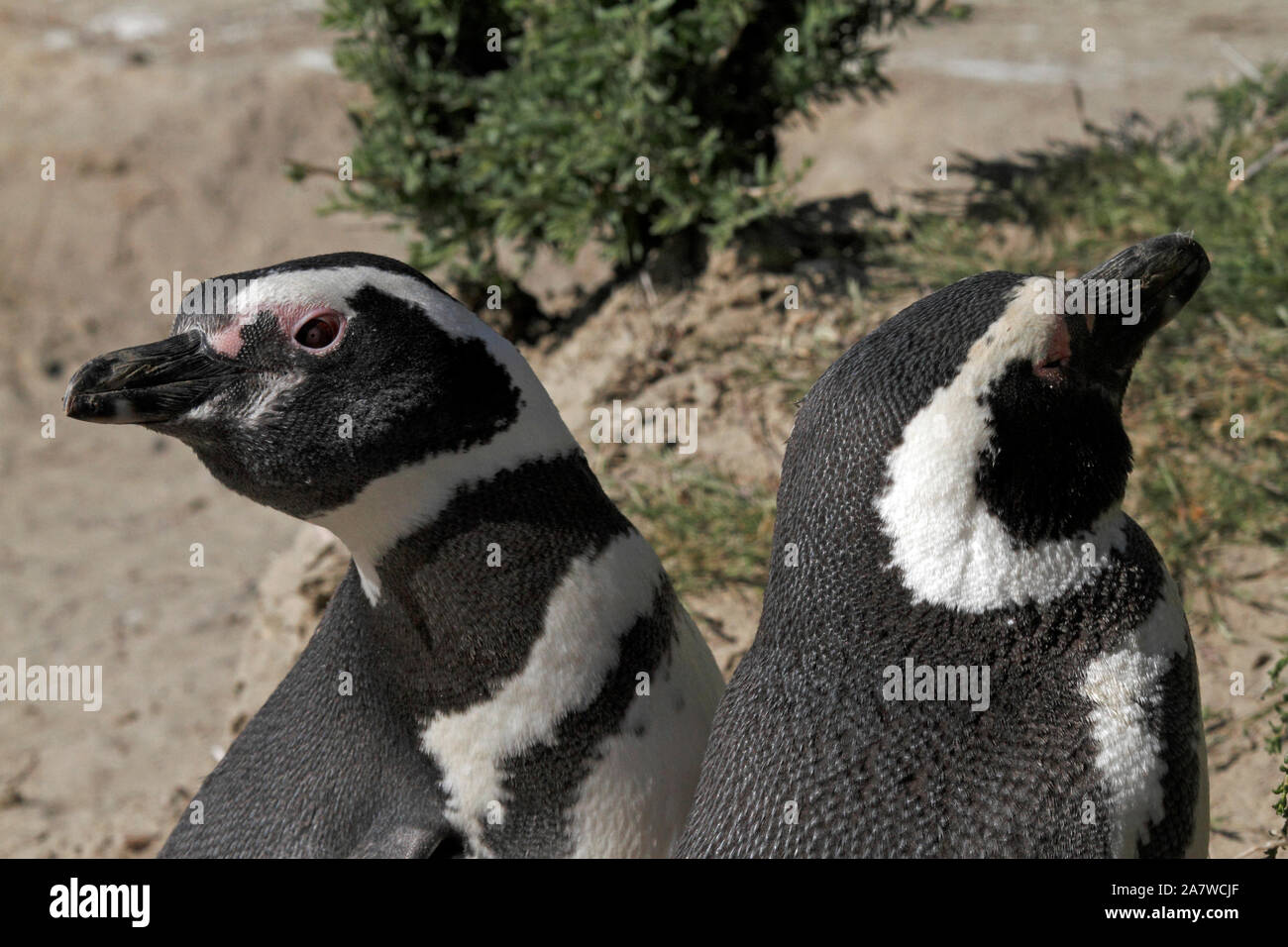 Couple, mating pair. Magellanic Penguins In front of the scrubby plants of the Patagonian landscape.  El Pedral. Stock Photo