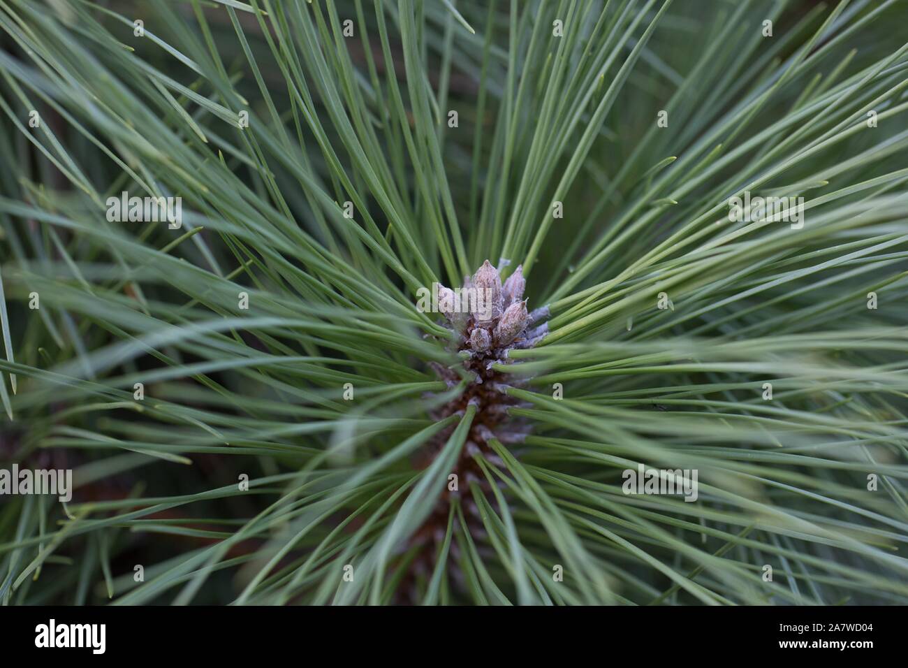 Pinus resinosa 'Pillnitz' close up. Stock Photo