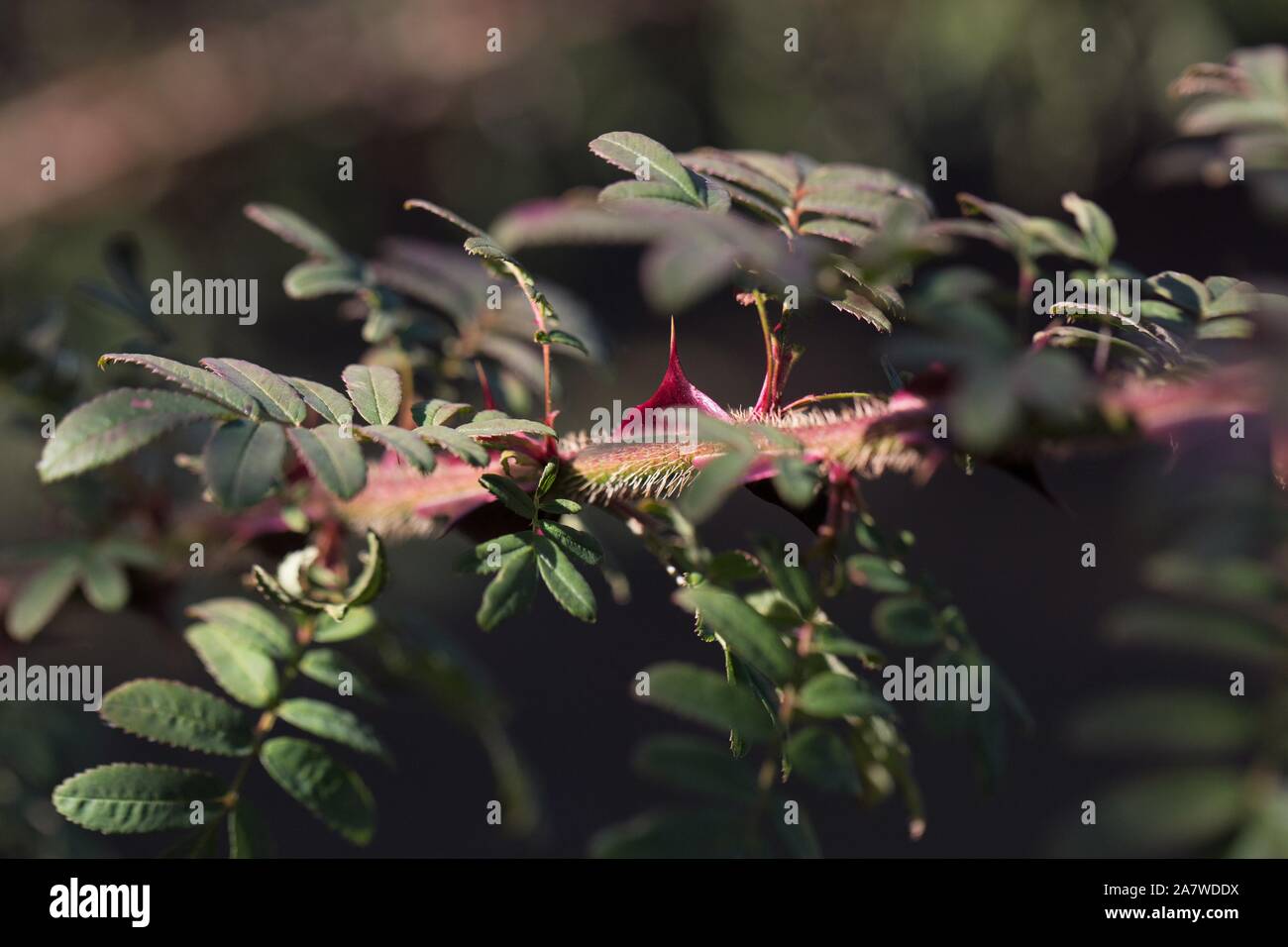 Rosa pteracantha branch with thorns, close up. Stock Photo