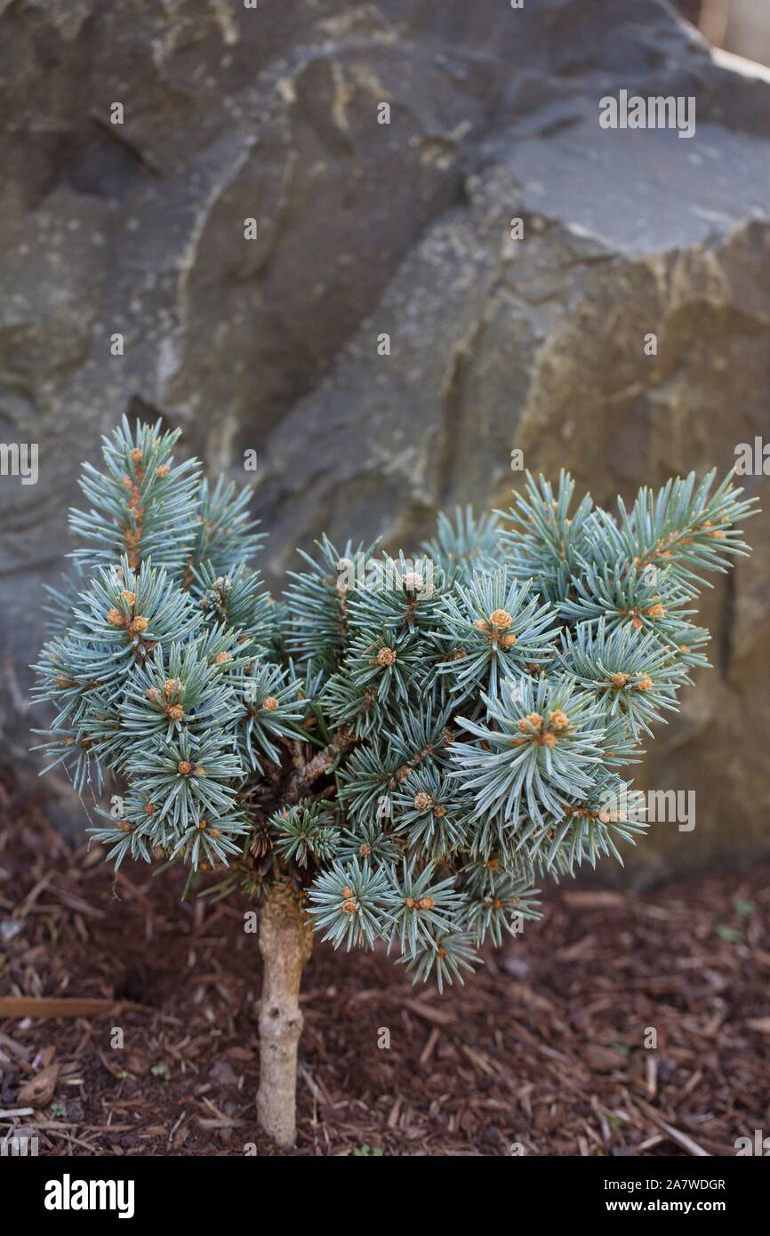 Picea pungens ‘Skyfall’. Stock Photo