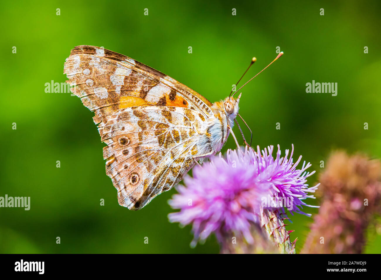 Painted Lady butterfly vanessa cardu feeding nectar from a purple thistle flower. Stock Photo