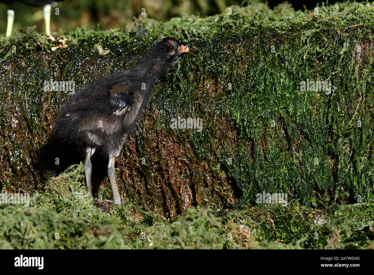 Close up of a baby moorhen (gallinula chloropus)eating moss Stock Photo