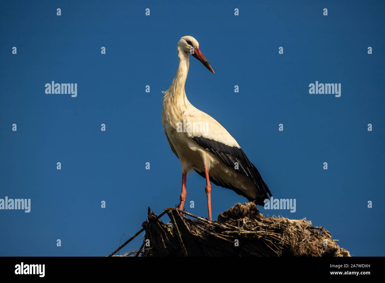 stork nest in Caceres, Spain Stock Photo
