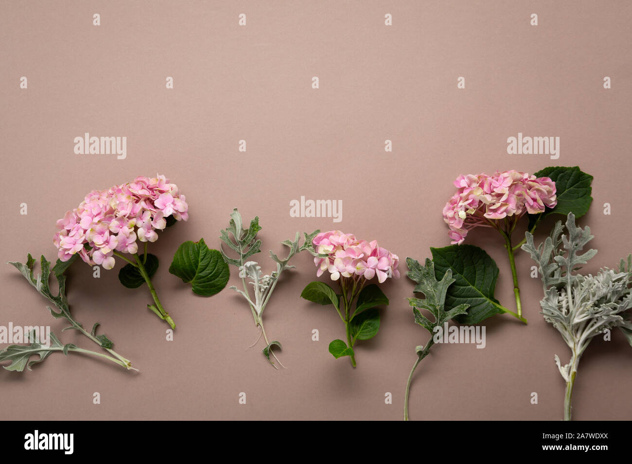 Branches of pink hydrangea top view Stock Photo - Alamy