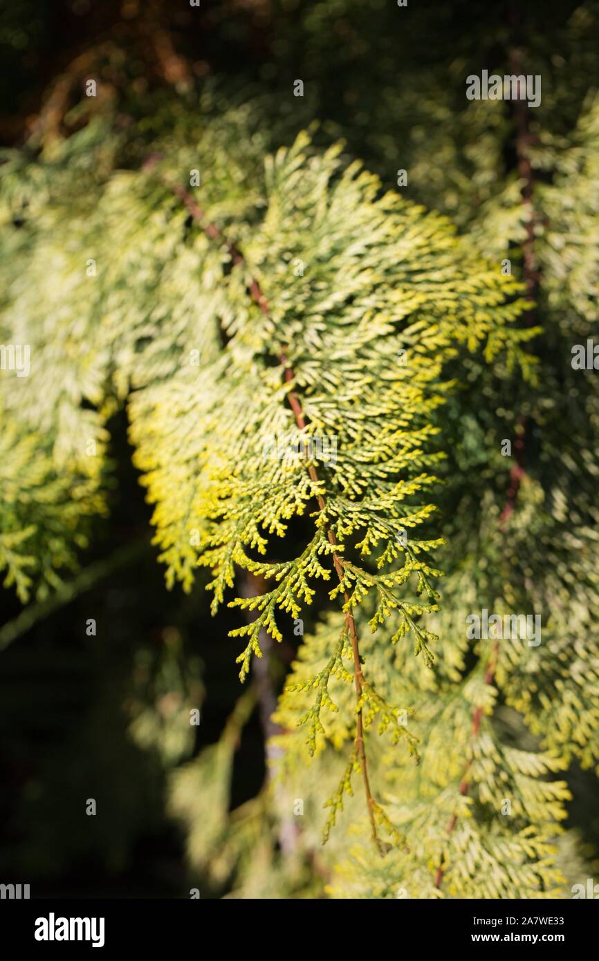 Chamaecyparis obtusa 'Special Variegated' - Special Variegated Hinoki Cypress, close up. Stock Photo