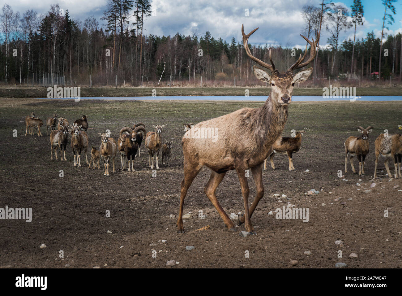Dramatic deer herd leader of safari deer park in Latvia during feeding at  sunny spring morning with pine tree forest in background and blue cloudy  sky Stock Photo - Alamy