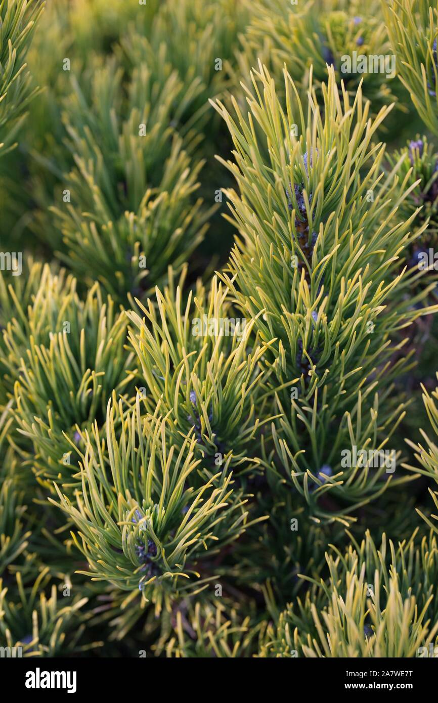 Pinus mugo 'Carstens' / Carstens mountain pine, close up. Stock Photo