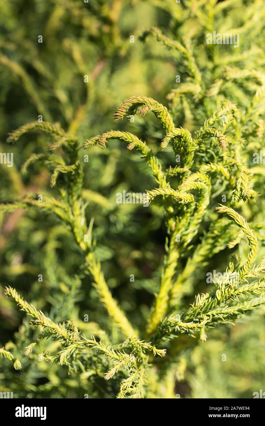Cryptomeria japonica 'Spiraliter Falcata' close up. Stock Photo