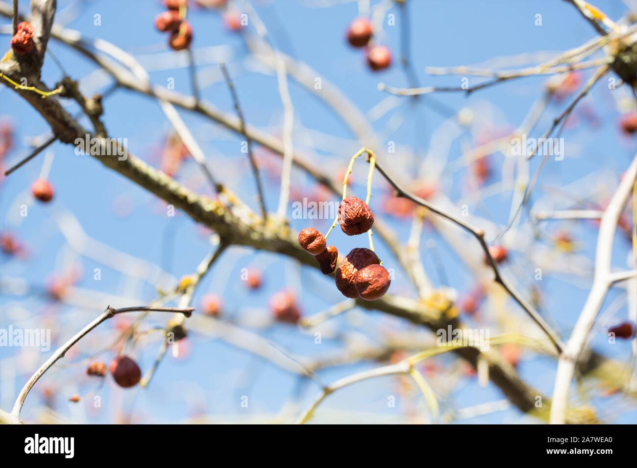 Ziziphus mauritiana, also known as Chinese date, ber, Chinee apple, jujube, Indian plum, Regi pandu, Indian jujube, dunks and masau. Stock Photo