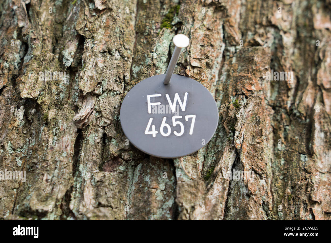 A natural burial grave site, Hofgeismar, Weser Uplands, Weserbergland, Hesse, Germany, Europe Stock Photo