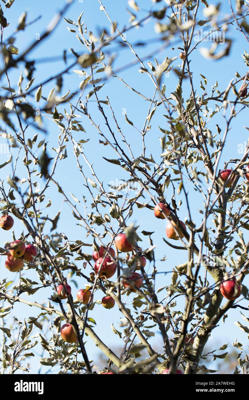 Apple Malus domestica 'Braeburn' tree Stock Photo Alamy