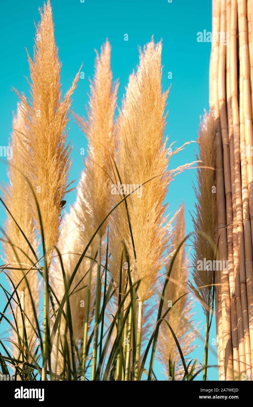 Pampas grass plumes. Crema color fluffy plants close up.Fluffy feathery