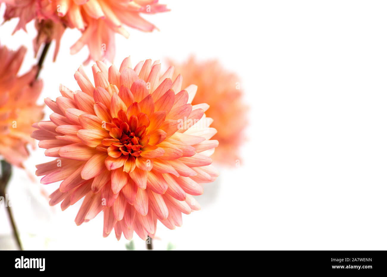 Beautiful Dahlia flower isolated on white close up Stock Photo