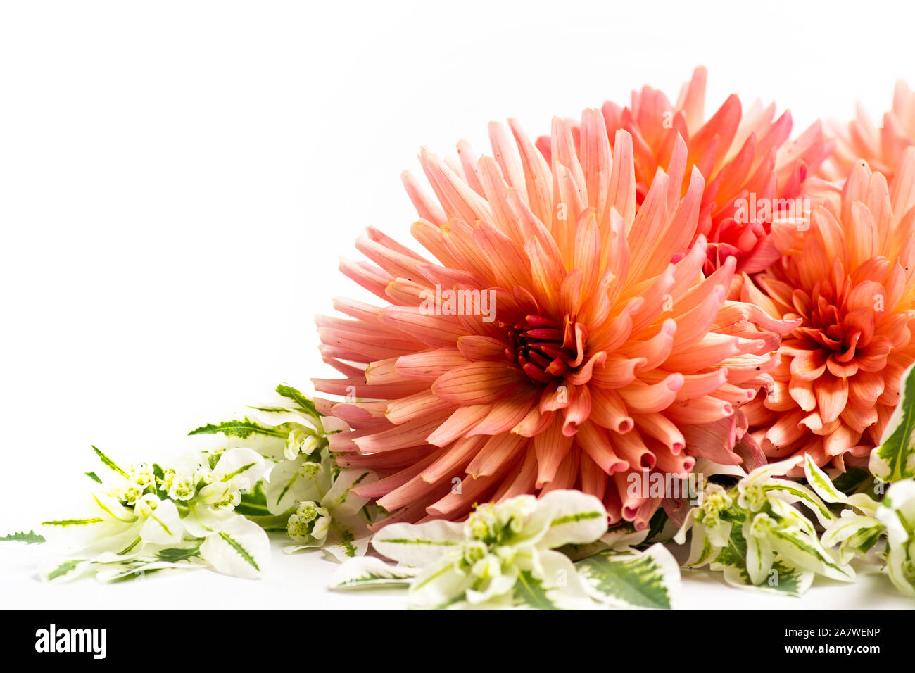 Beautiful Dahlia flower isolated on white background Stock Photo