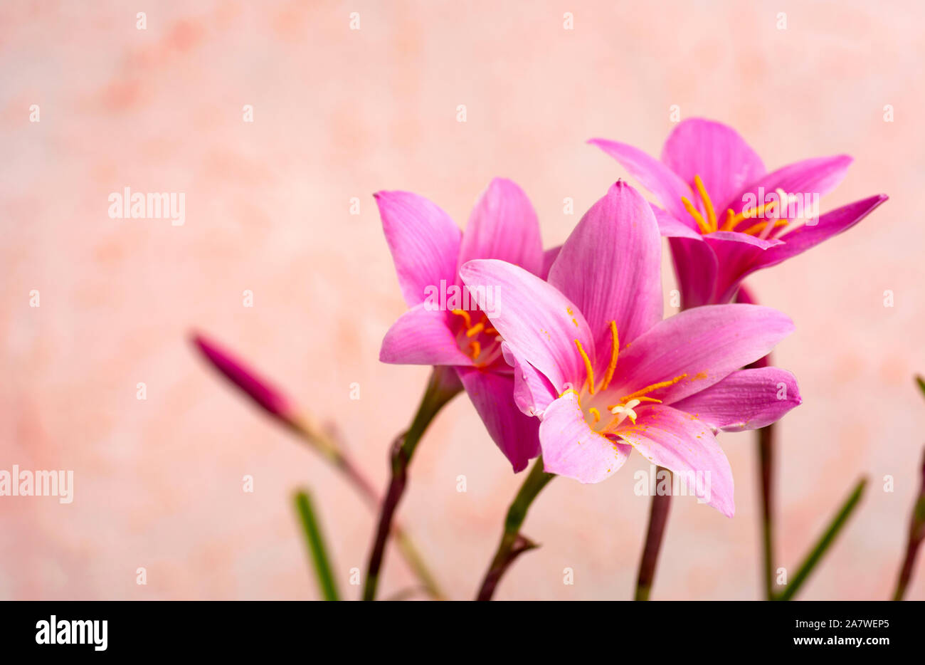 Pink lily flowers in bloom against pastel background Stock Photo