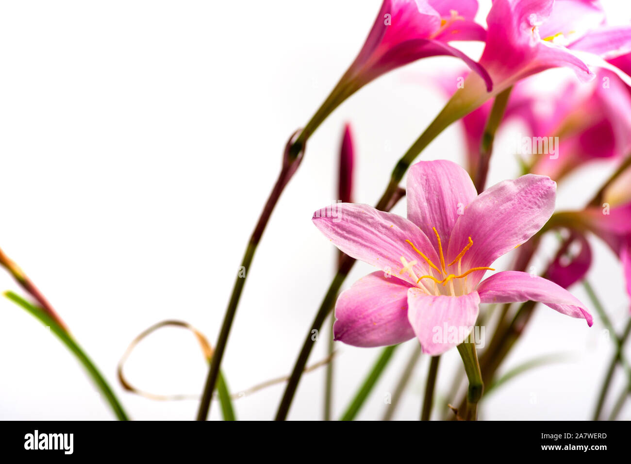 Pink lily flowers in bloom against white background Stock Photo