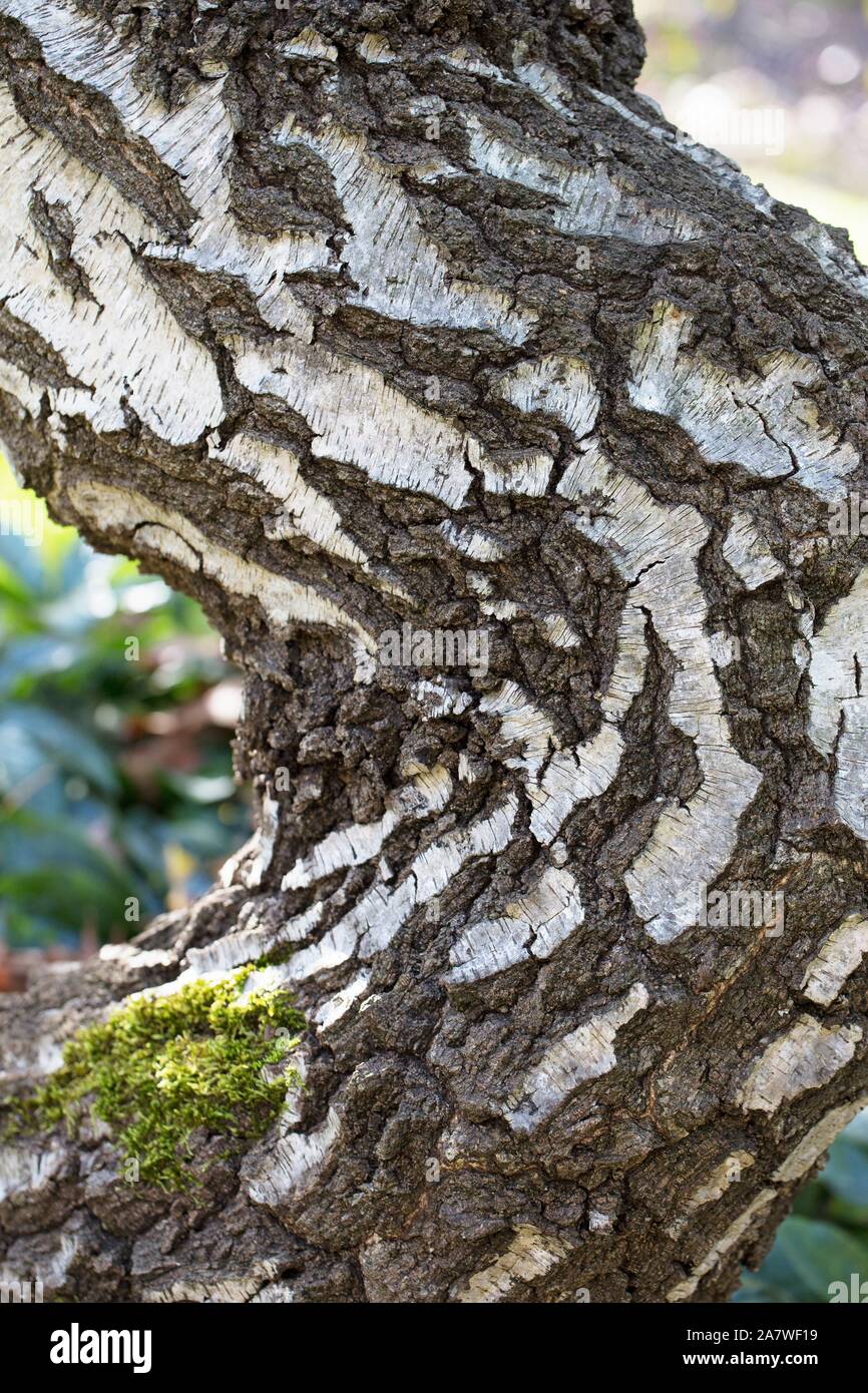 Betula pendula 'Youngii' - Young's Weeping birch, close up. Stock Photo