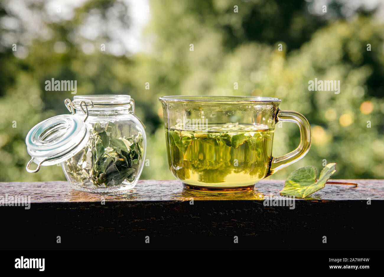 Dried Tussilago farfara( coughwort, tash plant, farfara) commonly known as coltsfoot believed to be natural cough remedy. Tea glass with jar Stock Photo