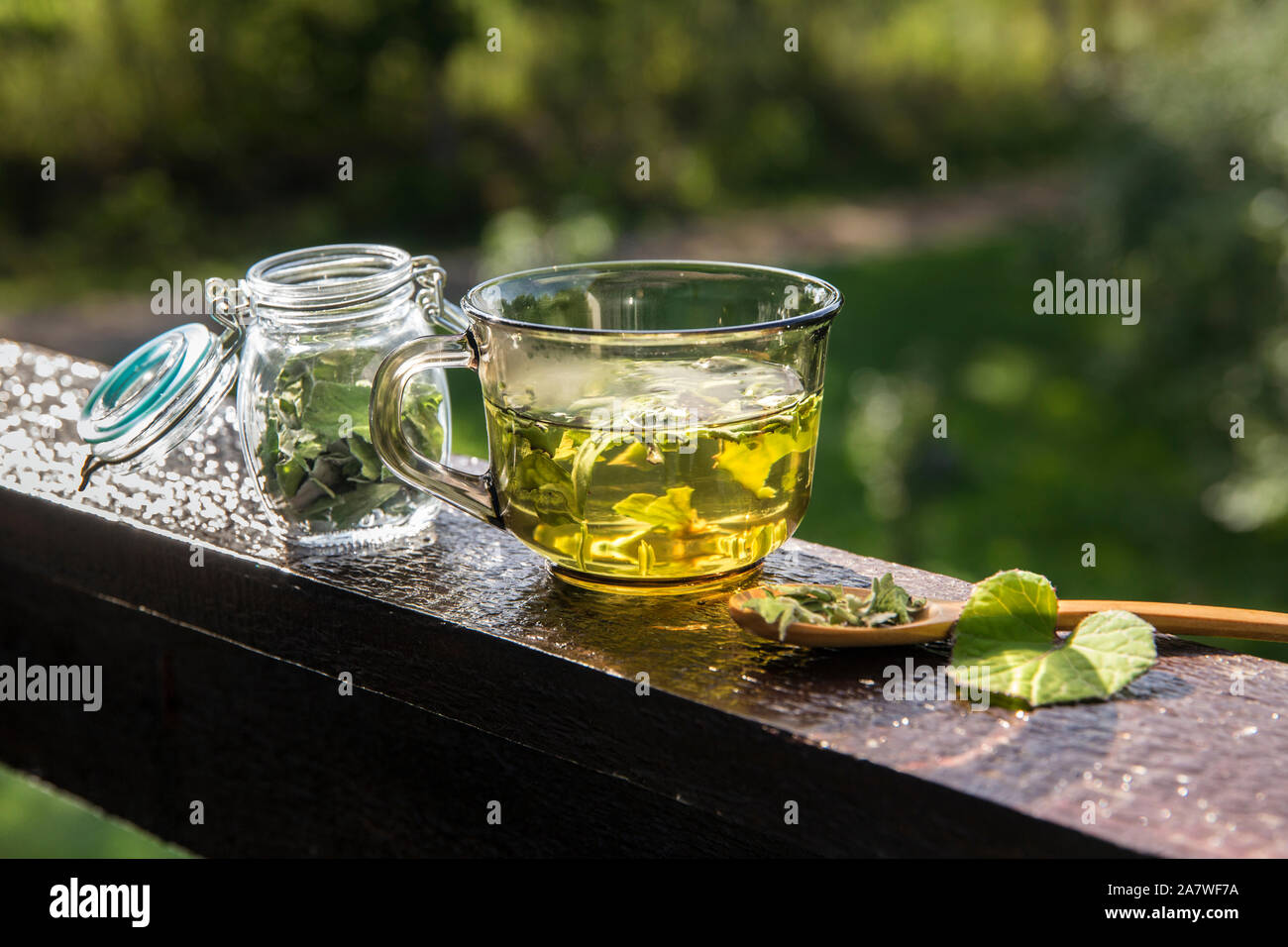 Dried Tussilago farfara( coughwort, tash plant, farfara) commonly known as coltsfoot believed to be natural cough remedy. Tea glass with jar Stock Photo