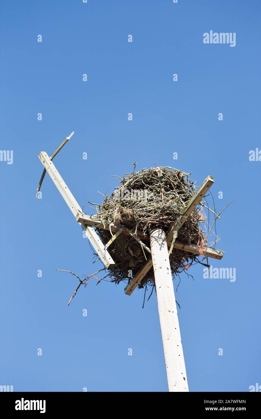 An osprey nest on top of a pole near Mount Angel, Oregon, USA Stock