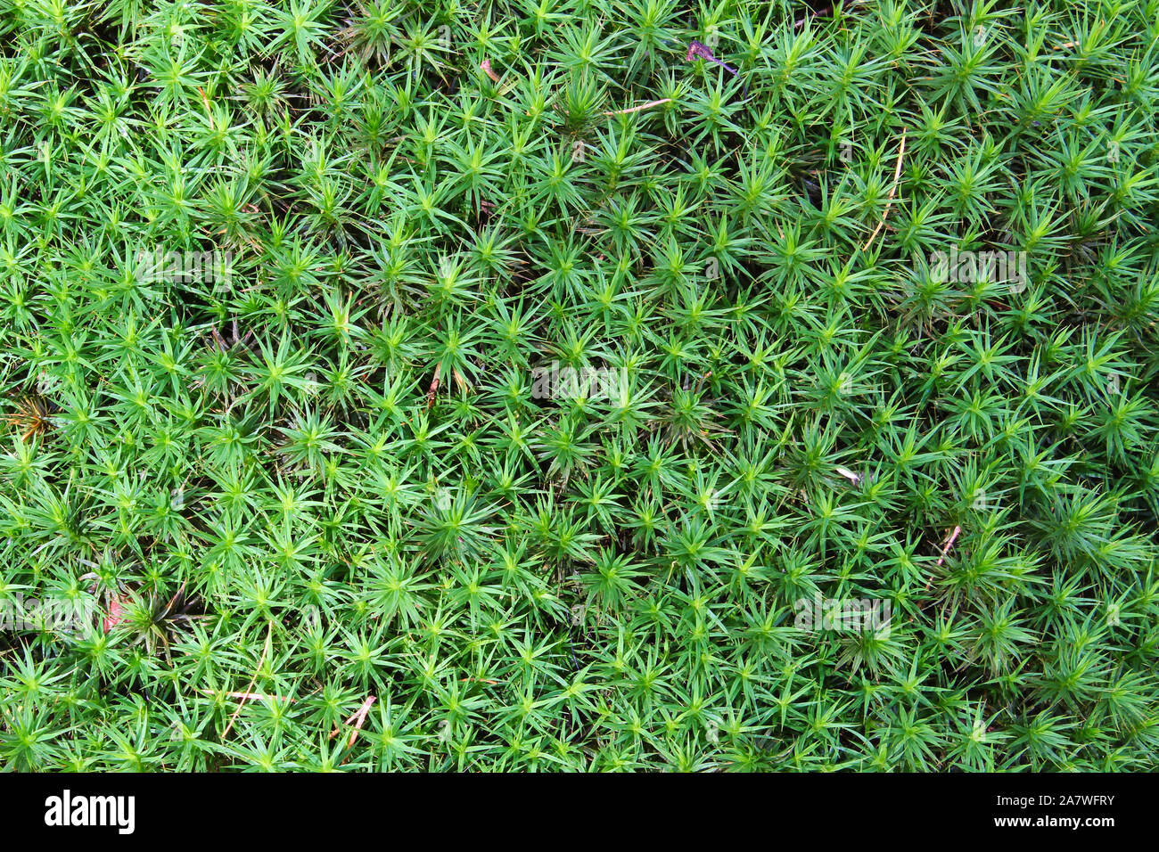 Close up of green moss for background or wallpaper Stock Photo - Alamy