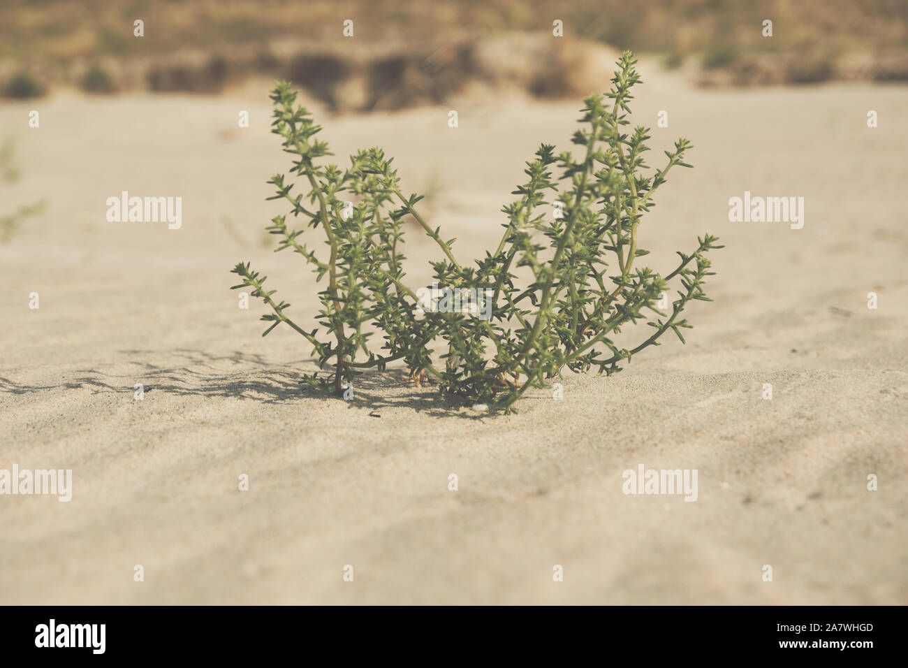 close up of a Cakile maritima known as European searocket growing on a sandy beach Stock Photo