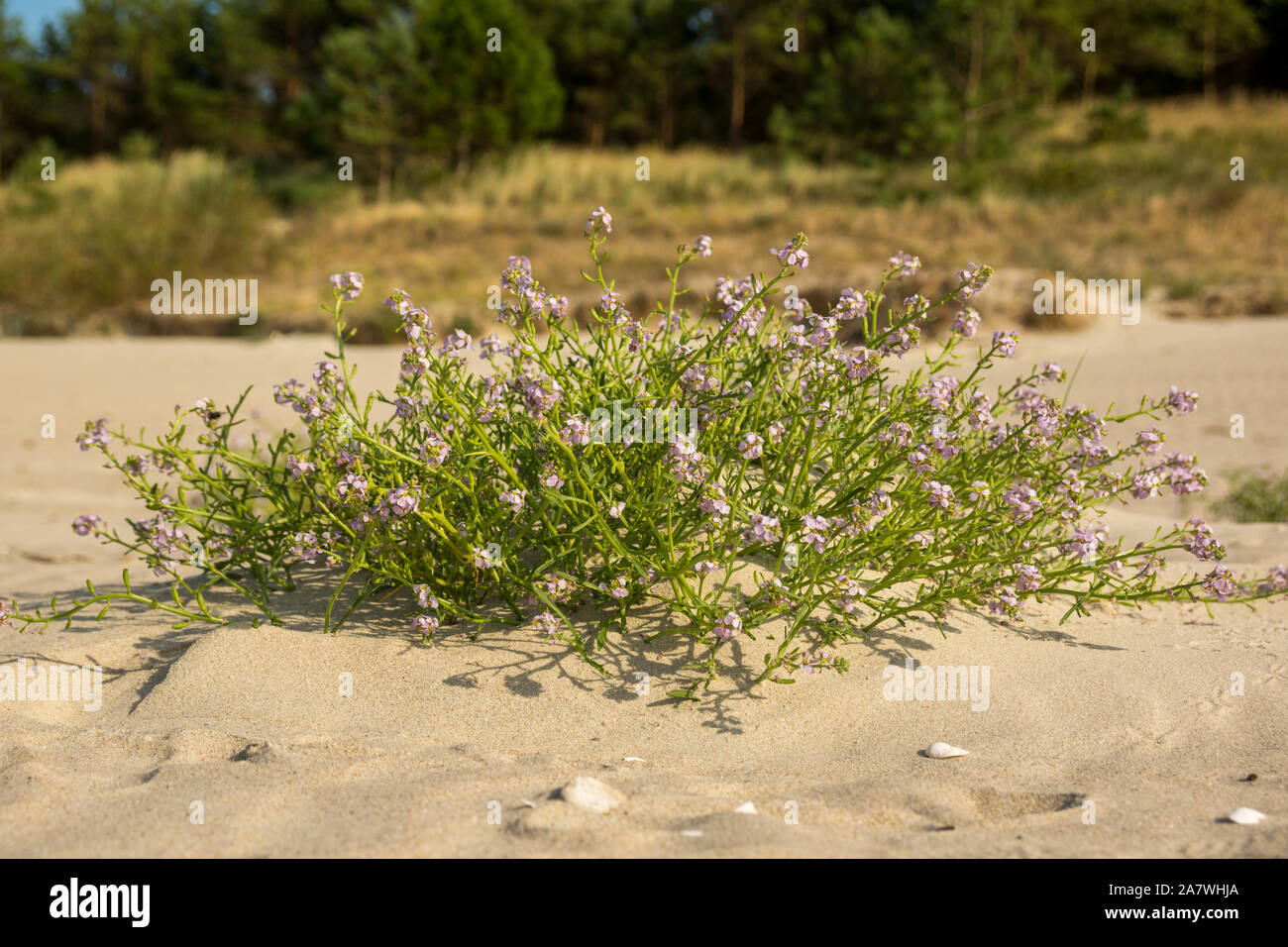 close up of a Cakile maritima known as European searocket growing on a sandy beach Stock Photo