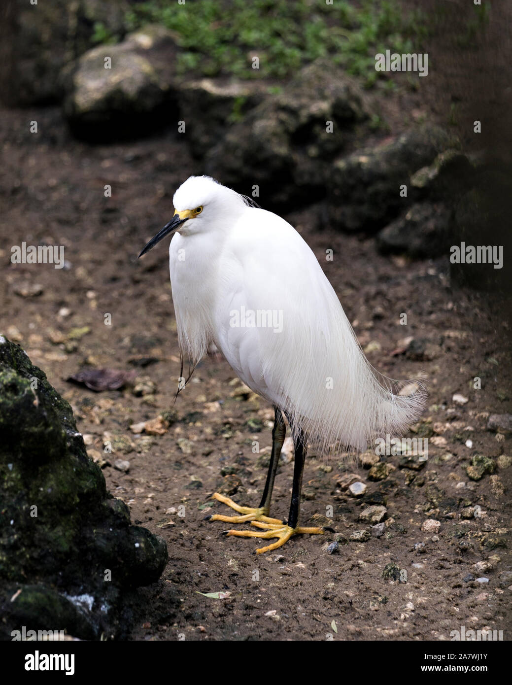 Snowy Egret close up on the ground exposing its body, head, beak, eye, black leg and yellow feet in its environment and surrounding with a nice backgr Stock Photo