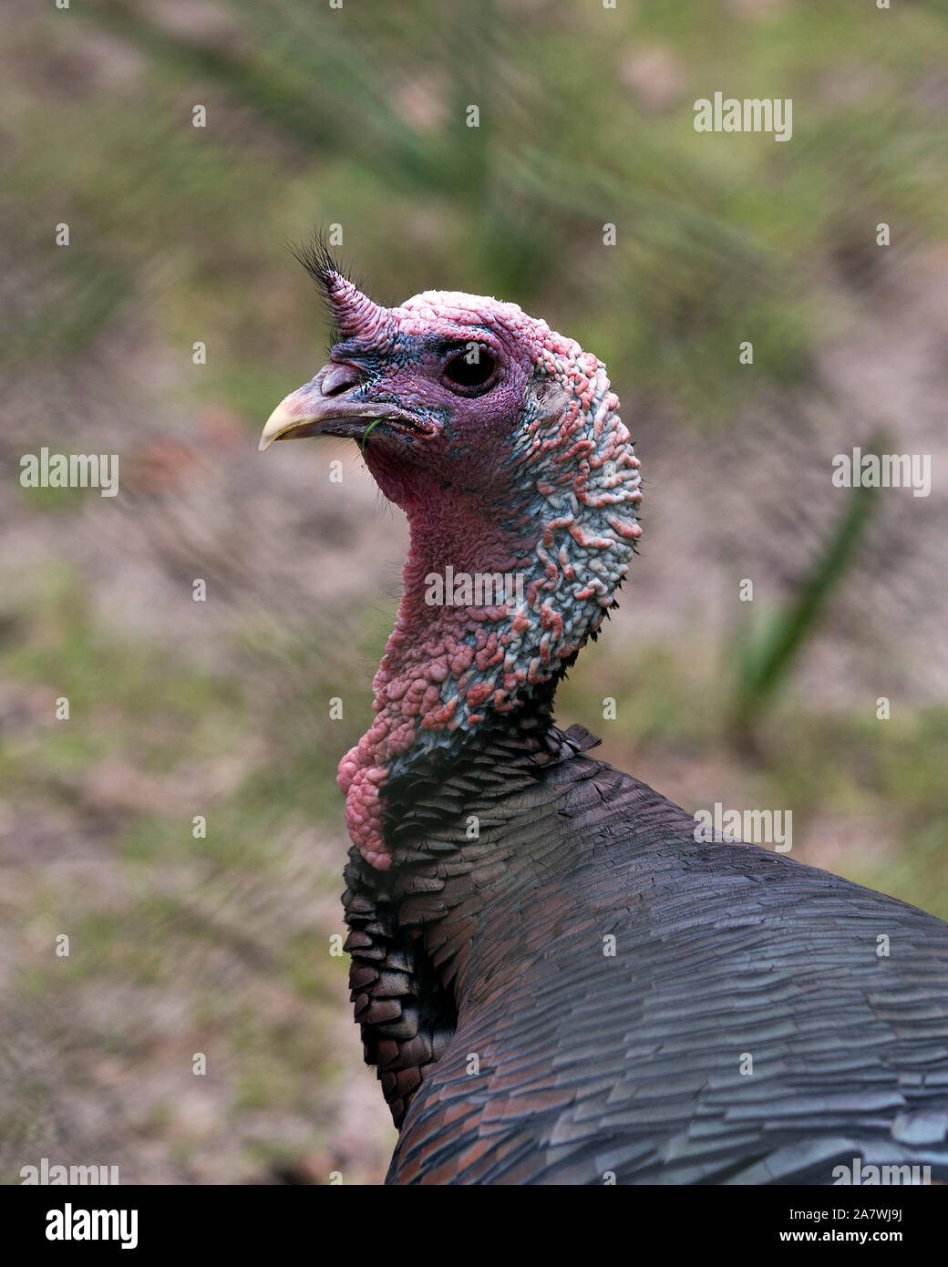 Wild turkey head close up with a bokeh background enjoying its