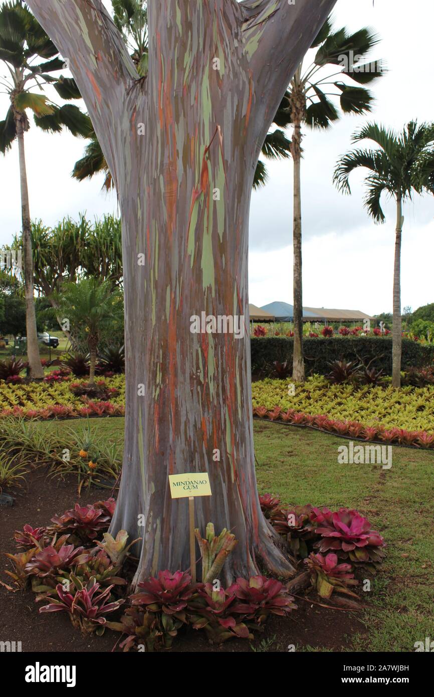 Tree plantations hires stock photography and images Alamy