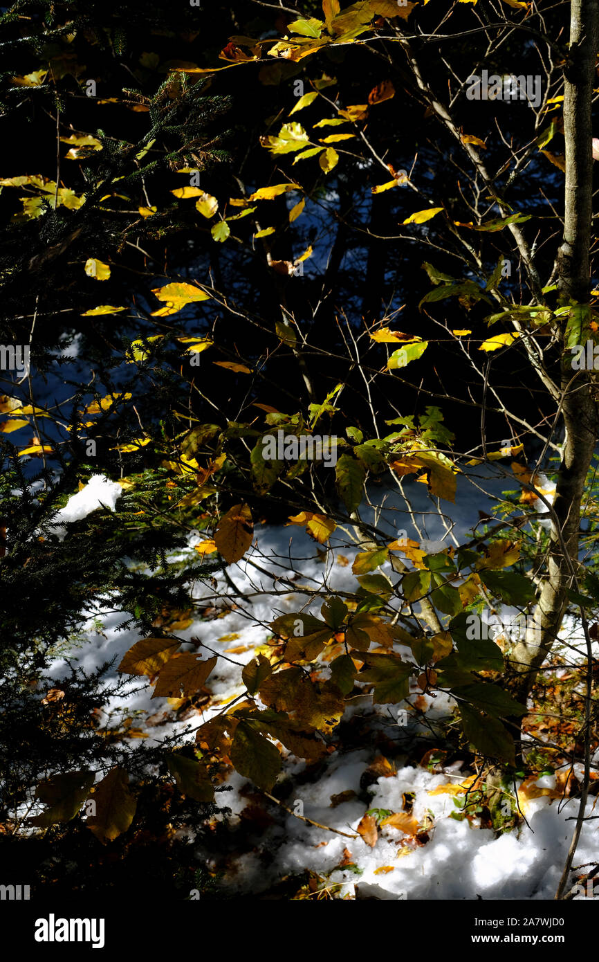 people walking in the snow in Maçka district of Trabzon province Stock Photo