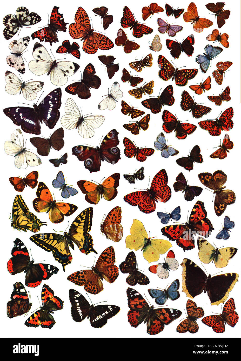 lots of Butterflies from a 1921 illustration Stock Photo