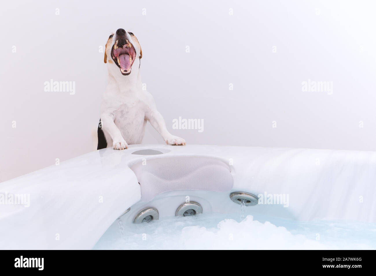 Adorable dog jack russell going to take bubble bath with massage. Pet care and health concept