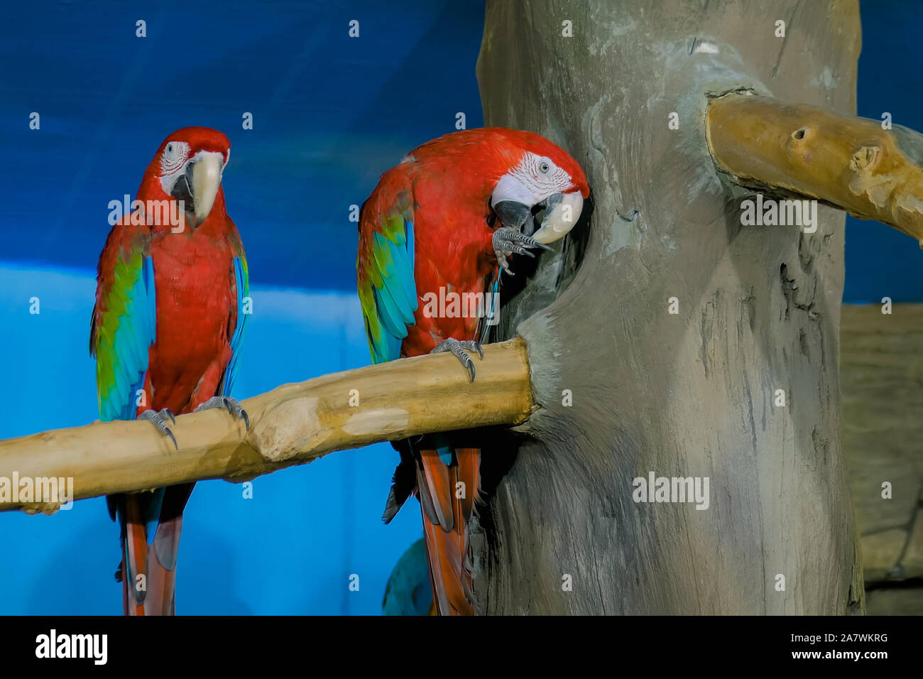 Two cute macaw parrots sitting on tree Stock Photo