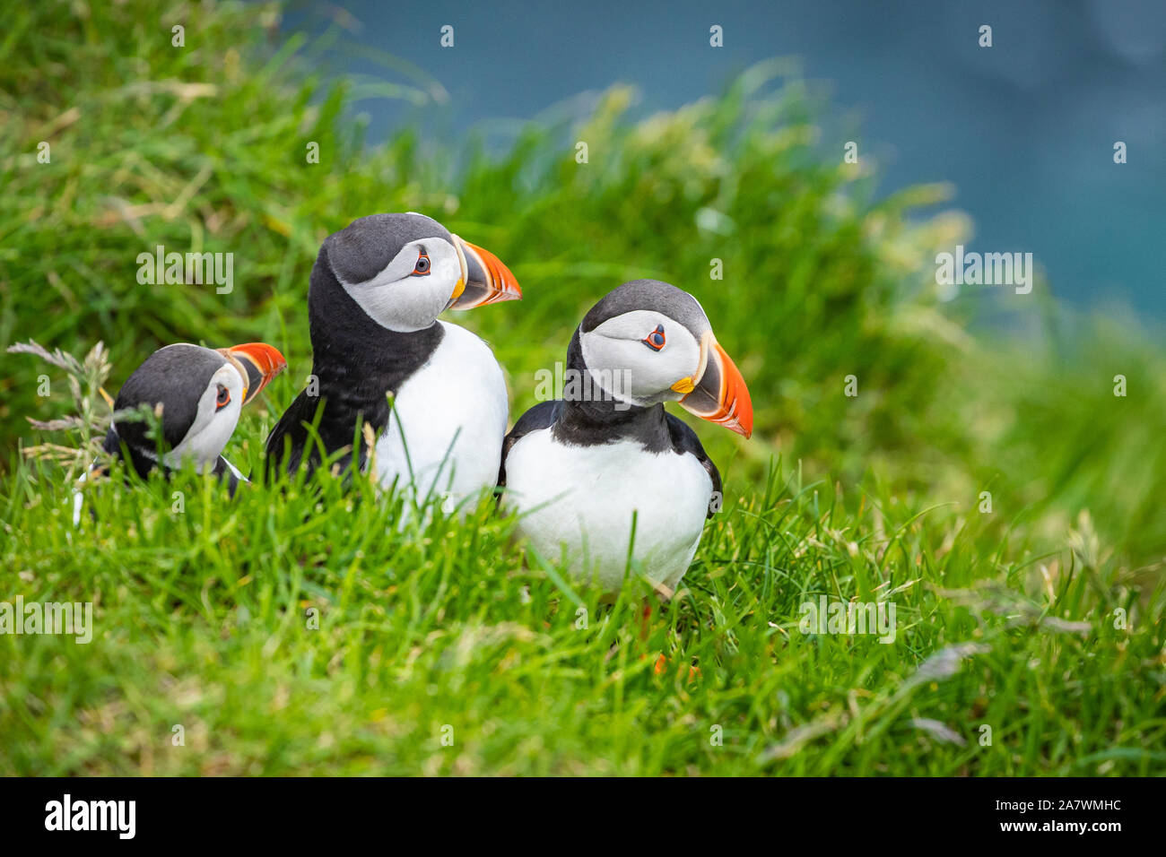 Puffins on Mykines cliffs and atlantic ocean. Mykines island, Faroe Islands, Europe. - Stock Image