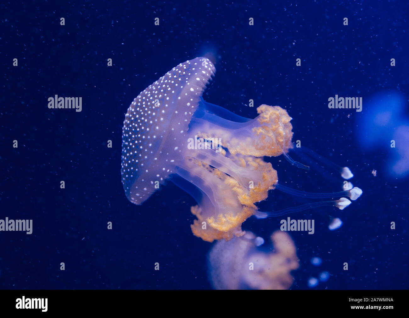 Jellyfish in the deep blue ocean with bright illuminance Stock Photo ...