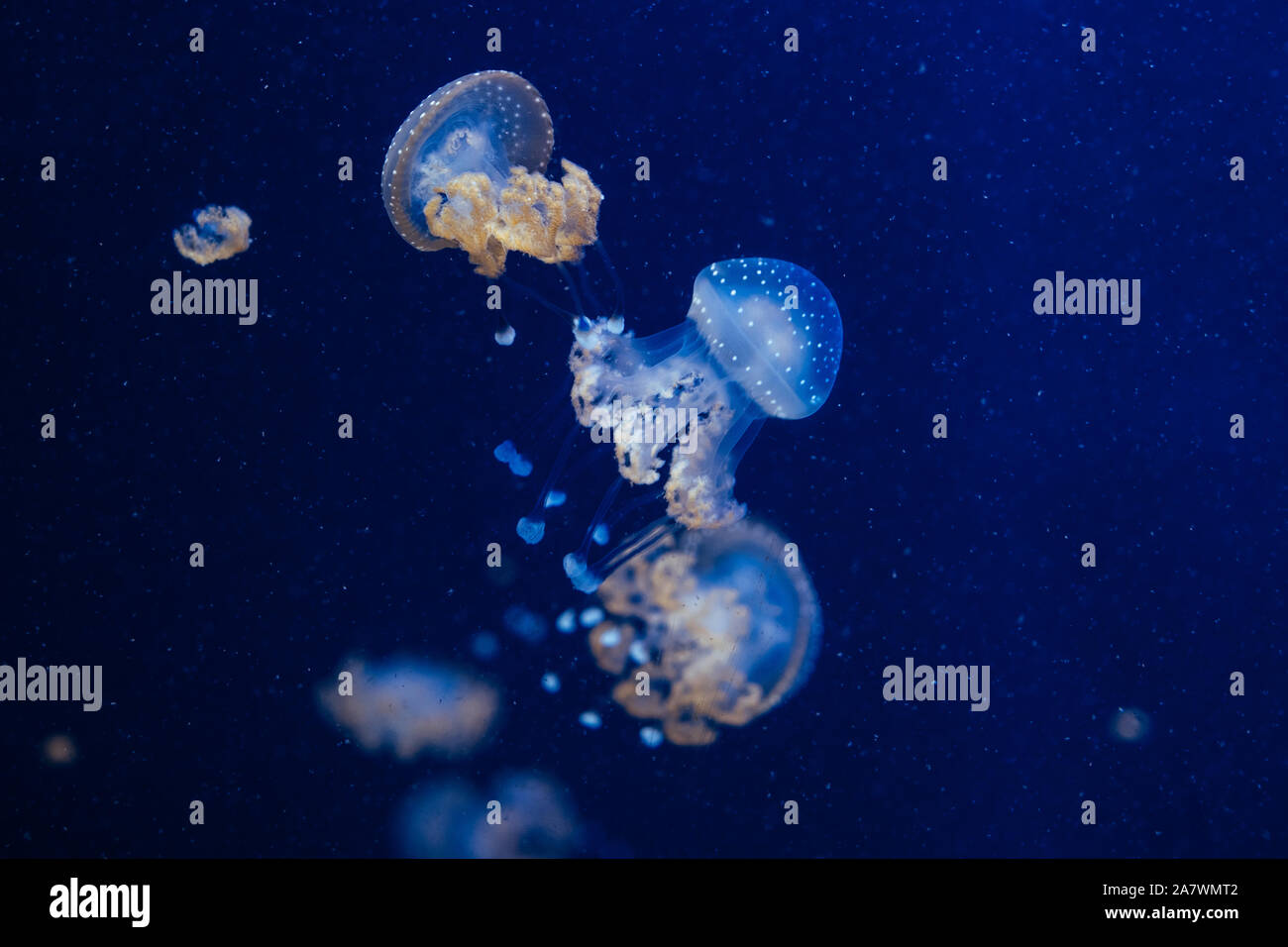 Jellyfish in the deep blue ocean with bright illuminance Stock Photo ...