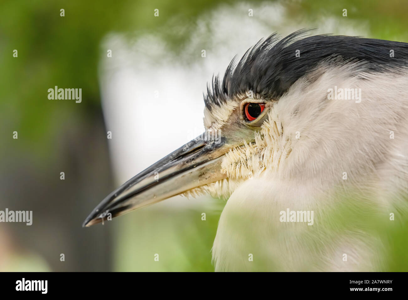Close up of a black crowned night heron's facing left Stock Photo - Alamy