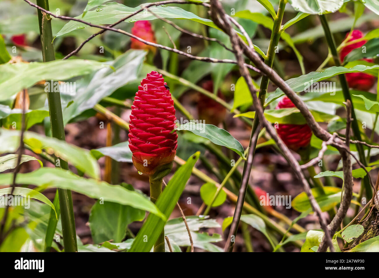 Red ginger flower that looks like a pine cone Stock Photo