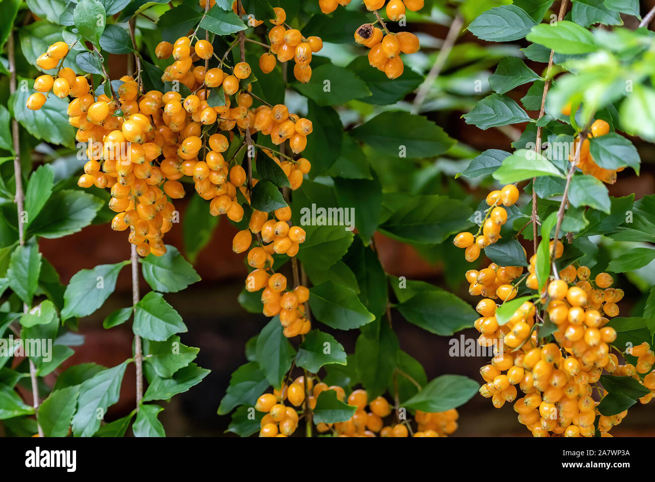 Orange berries growning on a bush Stock Photo