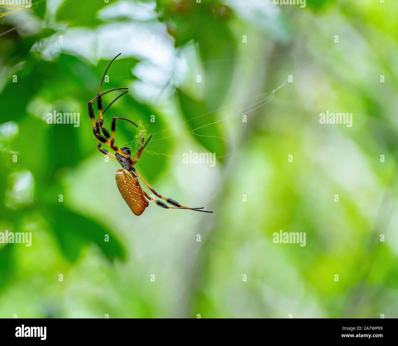 Golden silk orb-weaver spins a web - Florida Stock Photo