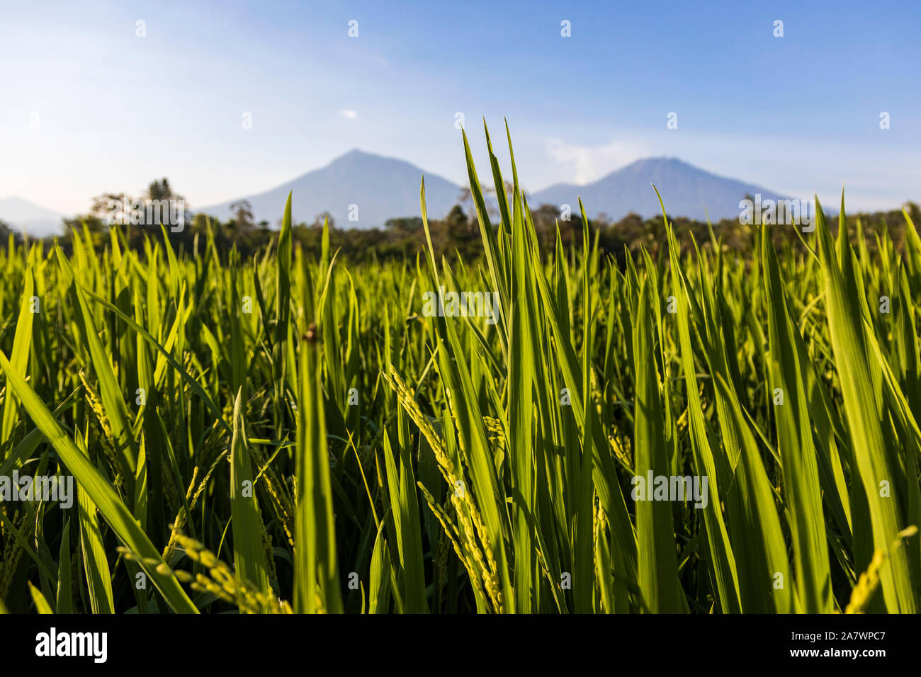 Rice terraces or rice paddies in front of volcanoes in East Java, Java Timur, Java, Indonesia, Southeast Asia, Asia Stock Photo