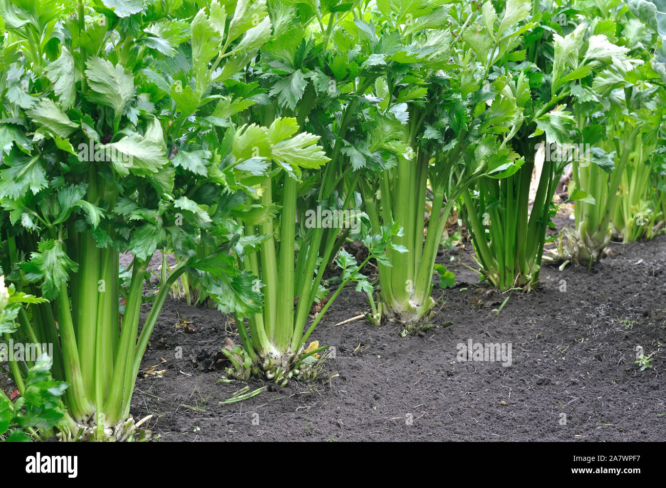 Growing celery hires stock photography and images Alamy